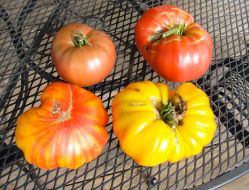 Heirloom tomatoes – odd looks, great eating!